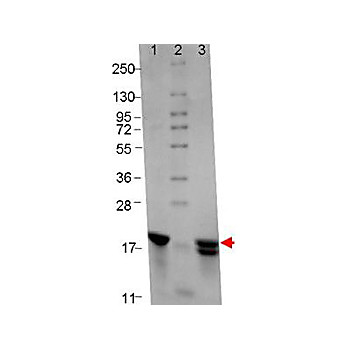IL-2 Human Recombinant Protein, 50µg