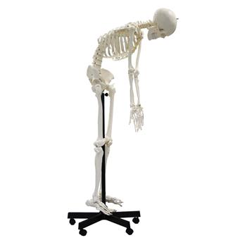 Full-Size Flexible Skeleton Model