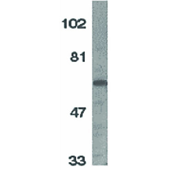 IL-1RAcP Antibody 100µg