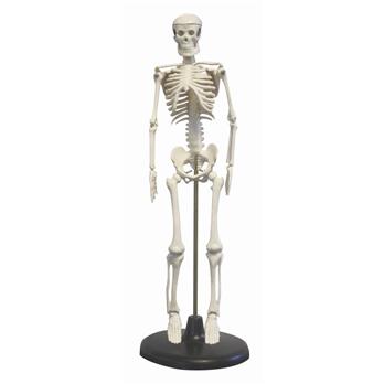 Desktop Human Skeleton Model