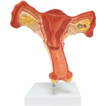 Female Internal Reproductive Organ Model