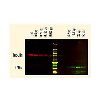 Anti-RABBIT IgG (H&L) (SHEEP) Antibody DyLight™ 800 Conjugated (Min X Bv Ch Gt GP Hs Hu Ms Rt & Sh Serum Proteins), 100µg, Lyophilized