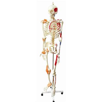 Full-Size Skeleton Model with Muscles and Ligaments