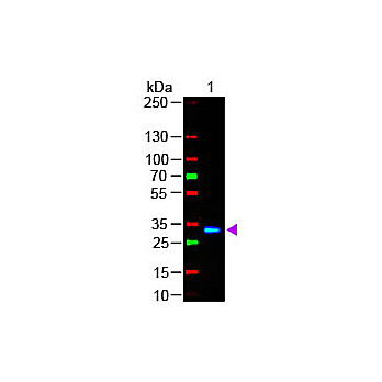 F(ab')2 Anti-HUMAN IgG F(c) (GOAT) Antibody Fluorescein Conjugated Min X Bv Hs Ms & Rt Serum Proteins, 1mg, Lyophilized