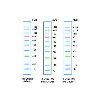 Opal Prestained Protein Standard 10-180kDa, 500µL, Liquid (in 1x Loading Buffer)