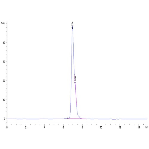 Human HLA A 11 01 B2M KRAS G12V VVGAVGVGK Tetramer Protein MHC HM422T