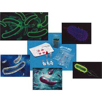 AbraMag™ anti E. coli IMS Beads