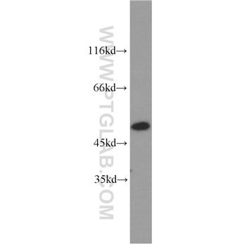 ACTL6A Rabbit Polyclonal Antibody (10341-1-AP)