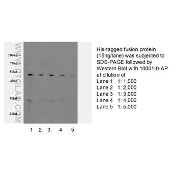6*his,His tag Rabbit Polyclonal Antibody (10001-0-AP)