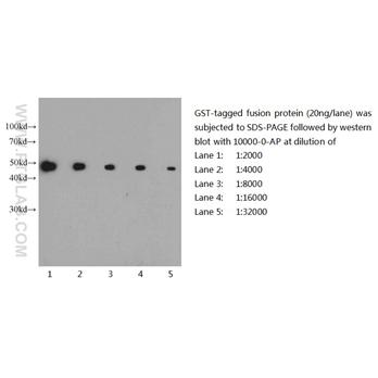 GST Tag Rabbit Polyclonal Antibody (10000-0-AP)
