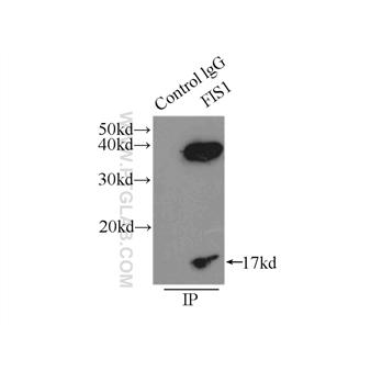 FIS1 Rabbit Polyclonal Antibody (10956-1-AP)