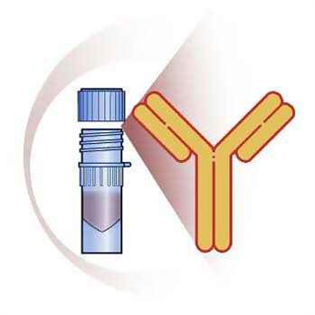 Anti-HA Tag (HA.C5 / C10) Antibody (Mouse Monoclonal IgG), 100 µg