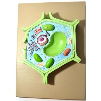 Plant Cell Model