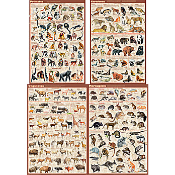 Mammals Poster Set