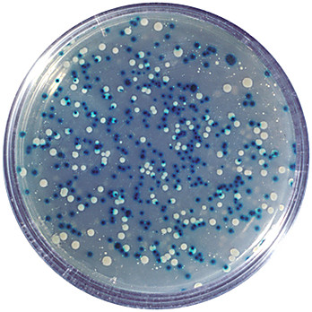 Blue/White Cloning of a DNA Fragment & Assay of ß-galactosidase Kit