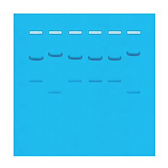 DNA Samples ONLY for 24 Gels in Microtest Tubes Kit