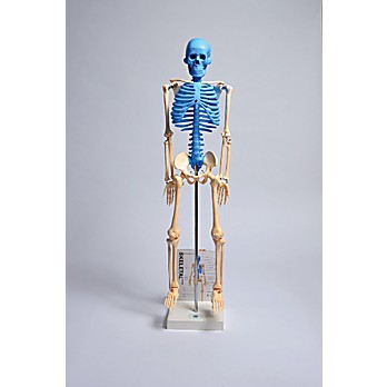 Human Mini Skeleton Model