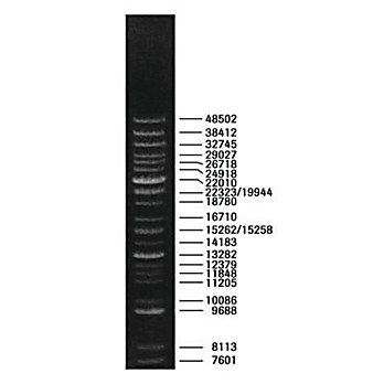 ROCHE DNA Molecular Weight Marker XV (Expand™ DNA Molecular Weight Marker)