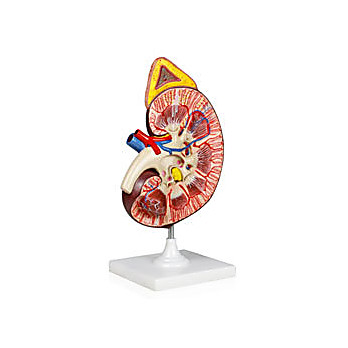 Kidney Model, 3X