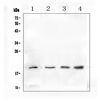 Anti-IL10 Picoband™ Antibody