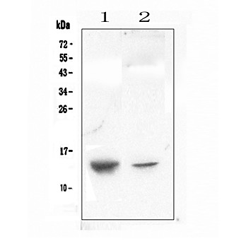 Anti-CXCL12 Picoband™ Antibody