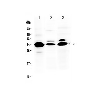 Anti-IL-1 beta/IL1B Picoband™ Antibody