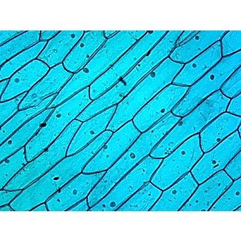 Prepared Microscope Slide,Cellular Organelles, Nucleus, Plant Cell