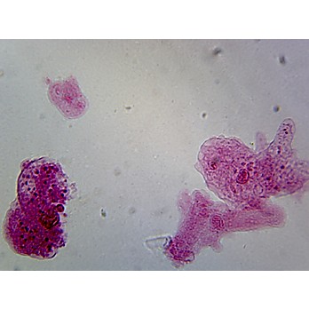 Prepared Microscope Slide,Sarcodina; Amoeba Proteus W.M.; Shows general cellular structure