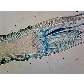 Prepared Microscope Slide,Moss Antheridia, L.S.