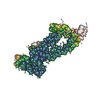 Recombinant SARS-CoV-2 Nucleocapsid Protein with C-terminal His-tag