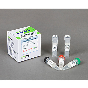 RocketScript™ Reverse Transcriptase