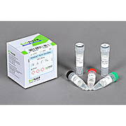 RocketScript™ Reverse Transcriptase