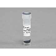 AccuNanoBead™ Protein G Magnetic Nanobead