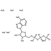 Adenosine-5'-triphosphate