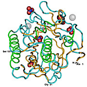 Proteinase K Solution, Molecular Biology Grade