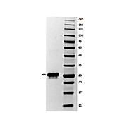 Glutathione-S-Transferase (GST) Control Protein, 100µg