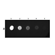 MOUSE IgG2a isotype control Fluorescein conjugated, 100µg