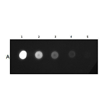 MOUSE IgG2a isotype control Fluorescein conjugated, 100µg