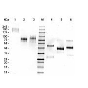 Llama IgG3 isotype control, 0.5mg
