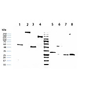 HUMAN IgG F(c) fragment, 1mg