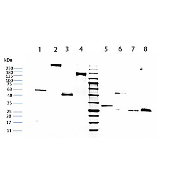 HUMAN IgG F(c) fragment, 1mg