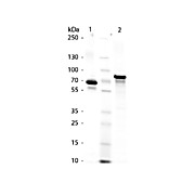 HUMAN TRANSFERRIN, 10mg