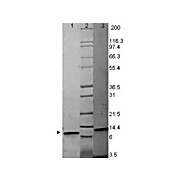 MIP-3a Human Recombinant Protein, 20µg