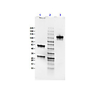 MOUSE IgG2b Lambda (?) isotype control, 1mg