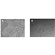 Collagen I for tissue engineering, 10mL