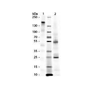 GUINEA PIG IgG whole molecule, 5mg