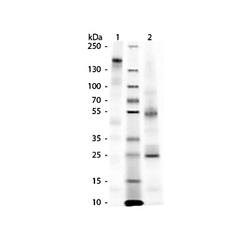 GUINEA PIG IgG whole molecule, 5mg