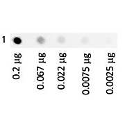 HUMAN TRANSFERRIN Fluorescein conjugated, 1mg