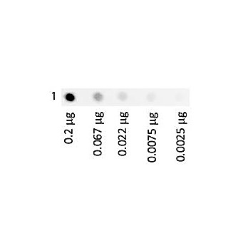 HUMAN TRANSFERRIN Fluorescein conjugated, 1mg