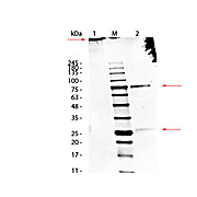 SHEEP IgM whole molecule, 1mg